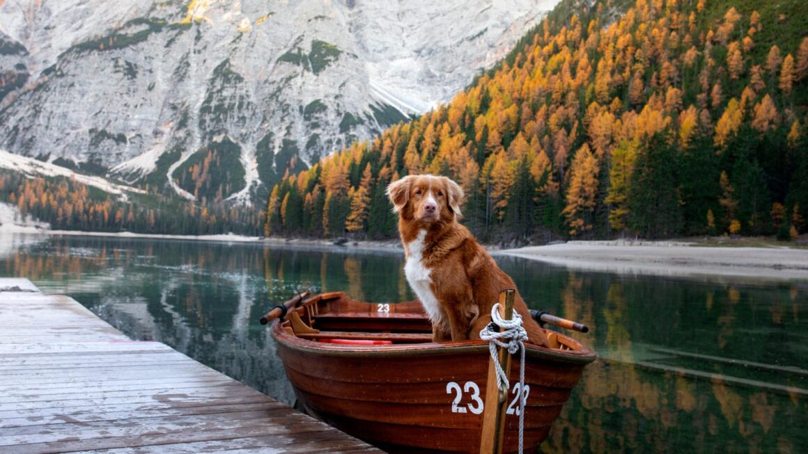 How to Travel to Europe with a Pet All the Requirements and 9 Tips to