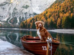 Rules and requirements for travelling to the EU with pets